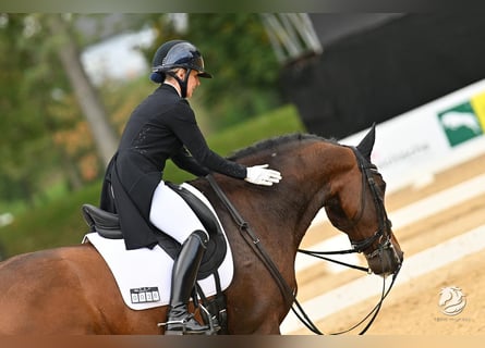 Lusitano, Wałach, 12 lat, 167 cm, Gniada