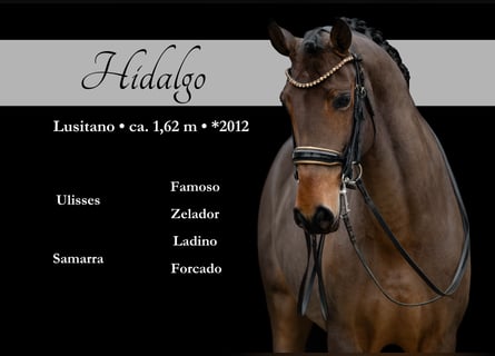 Lusitano, Wałach, 13 lat, 163 cm, Ciemnogniada