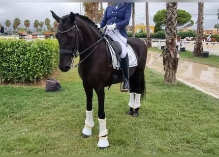 Lusitano, Wałach, 13 lat, 165 cm, Kara