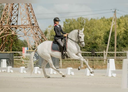 Lusitano, Wałach, 14 lat, 168 cm, Siwa
