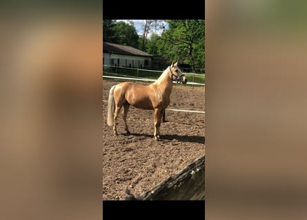 Lusitano, Wałach, 15 lat, 158 cm, Izabelowata
