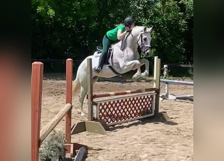 Lusitano, Wałach, 15 lat, 163 cm, Siwa w hreczce