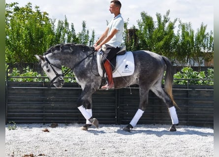 Lusitano, Wałach, 3 lat, 160 cm, Siwa