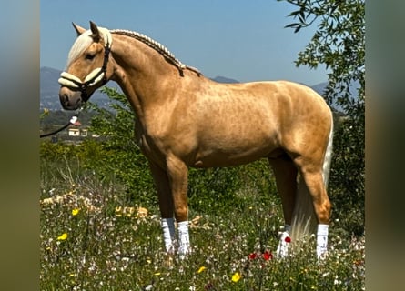 Lusitano, Wałach, 3 lat, 162 cm, Izabelowata