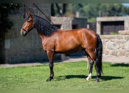 Lusitano, Wałach, 4 lat, 160 cm, Gniada