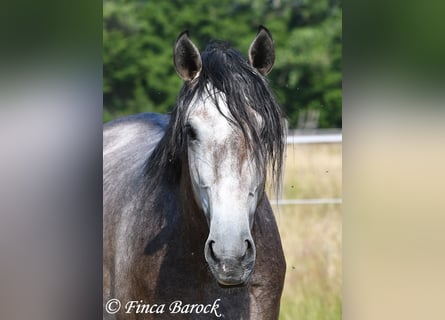 Lusitano, Wałach, 4 lat, 160 cm, Siwa