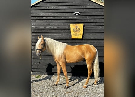 Lusitano, Wałach, 4 lat, 162 cm, Izabelowata
