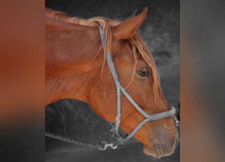 Lusitano Mix, Wałach, 4 lat, 164 cm, Kasztanowata