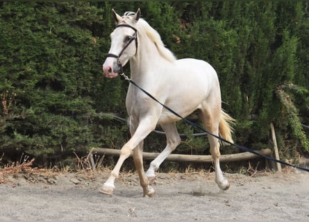 Lusitano, Wałach, 4 lat, 165 cm, Izabelowata