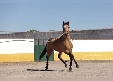 Lusitano, Wałach, 5 lat, 152 cm, Jelenia