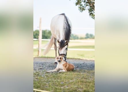 Lusitano, Wałach, 5 lat, 157 cm, Siwa