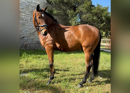 Lusitano, Wałach, 5 lat, 160 cm, Gniada