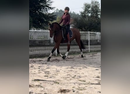 Lusitano, Wałach, 5 lat, 160 cm, Gniada