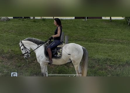 Lusitano, Wałach, 5 lat, 160 cm, Może być siwy