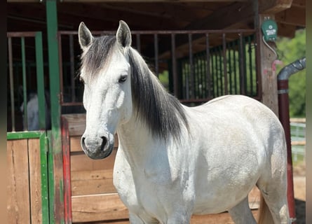 Lusitano, Wałach, 5 lat, 160 cm, Może być siwy