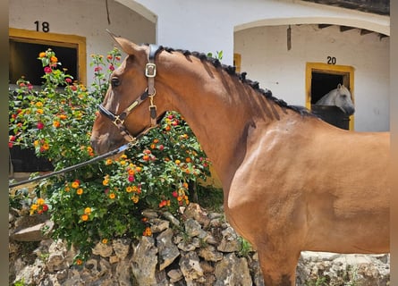 Lusitano, Wałach, 5 lat, 161 cm, Gniada