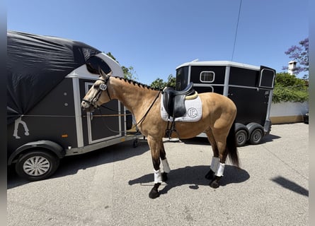 Lusitano, Wałach, 5 lat, 162 cm, Jelenia