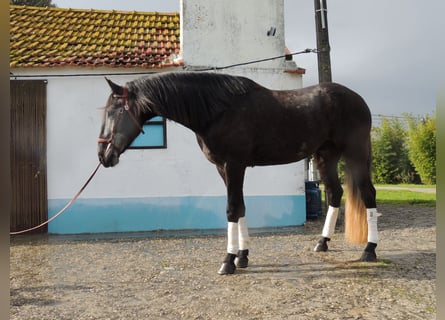 Lusitano, Wałach, 5 lat, 162 cm, Siwa