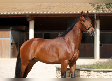 Lusitano, Wałach, 5 lat, 163 cm, Ciemnogniada