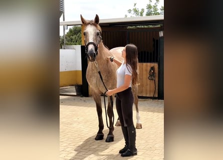 Lusitano, Wałach, 5 lat, 163 cm, Siwa jabłkowita