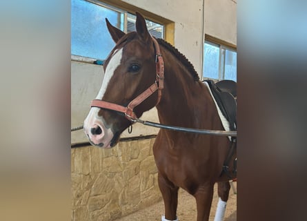 Lusitano, Wałach, 5 lat, 164 cm, Kasztanowata