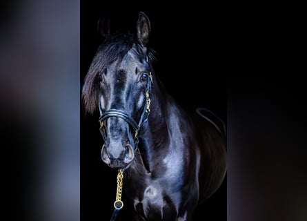 Lusitano, Wałach, 5 lat, 165 cm, Kara