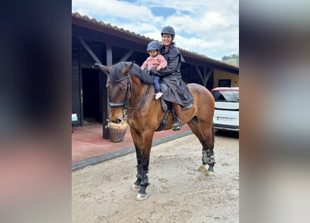Lusitano, Wałach, 5 lat, 167 cm, Gniada