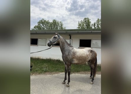 Lusitano, Wałach, 6 lat, 155 cm, Bułana