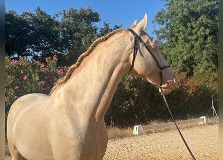Lusitano, Wałach, 6 lat, 158 cm, Cremello