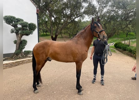 Lusitano, Wałach, 6 lat, 158 cm, Gniada