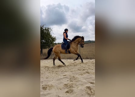 Lusitano, Wałach, 6 lat, 158 cm, Jelenia
