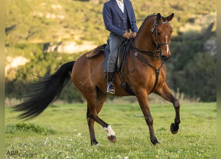 Lusitano, Wałach, 6 lat, 165 cm, Gniada