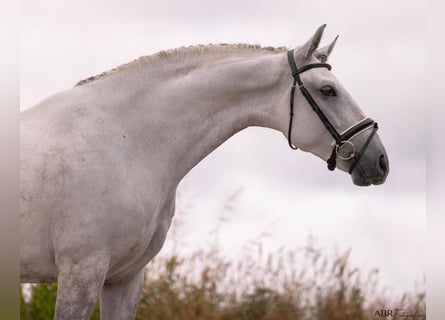 Lusitano, Wałach, 6 lat, 166 cm, Siwa
