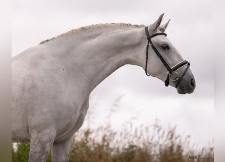 Lusitano, Wałach, 6 lat, 167 cm, Siwa jabłkowita