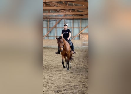 Lusitano, Wałach, 6 lat, 169 cm, Gniada