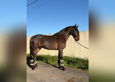 Lusitano, Wałach, 6 lat, 172 cm, Gniada
