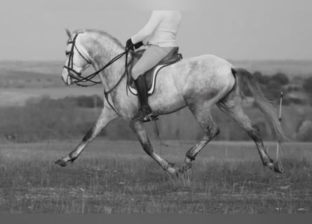 Lusitano, Wałach, 7 lat, 159 cm, Siwa