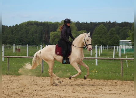 Lusitano, Wałach, 7 lat, 160 cm, Cremello