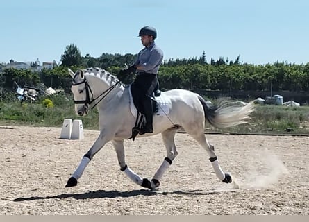 Lusitano, Wałach, 7 lat, 163 cm, Siwa