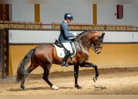 Lusitano, Wałach, 7 lat, 166 cm, Gniada