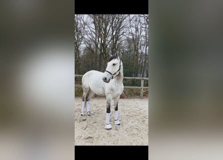 Lusitano, Wałach, 8 lat, 157 cm, Siwa
