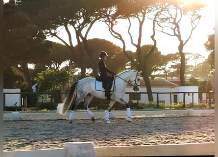 Lusitano, Wałach, 8 lat, 159 cm, Siwa