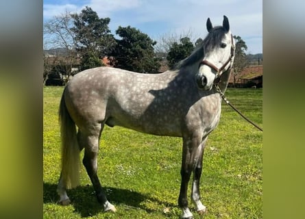 Lusitano, Wałach, 8 lat, 164 cm, Siwa