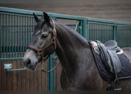 Lusitano, Wałach, 8 lat, 165 cm, Bułana