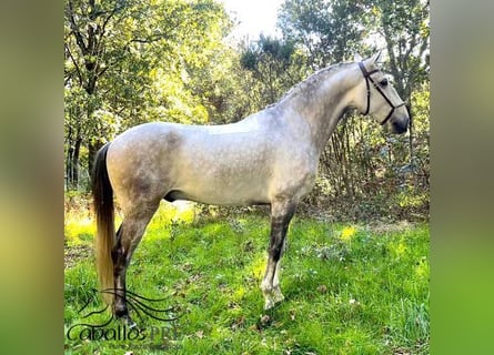 Lusitano, Wałach, 8 lat, 165 cm, Siwa