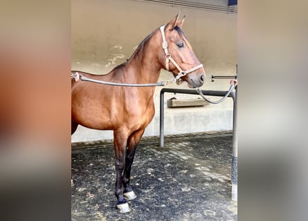 Lusitano Mix, Wałach, 8 lat, 167 cm, Gniada