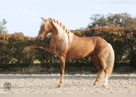 Lusitano, Wałach, 9 lat, 156 cm, Izabelowata