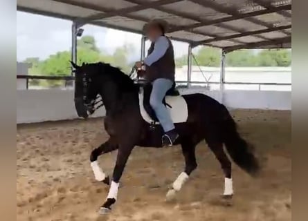 Lusitano, Wałach, 9 lat, 164 cm, Kara