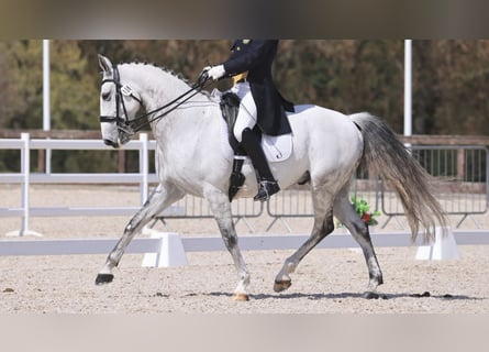 Lusitano, Wałach, 12 lat, 167 cm, Siwa