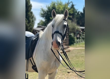 Lusitano, Wałach, 13 lat, 159 cm, Siwa